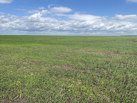 Kazakhstan wheat using no till. Full image view opens in a new window.